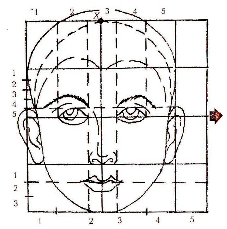 Лицо рисунок схема. Схематическое изображение головы человека. Схема пропорций головы человека. Основные пропорции лица человека. Основные пропорции головы человека.